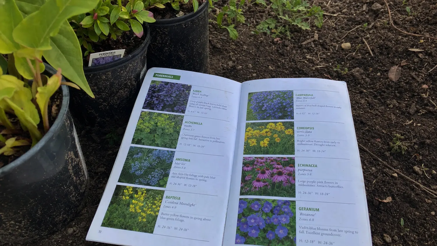 The 50 Easiest Perennials — Field Guide