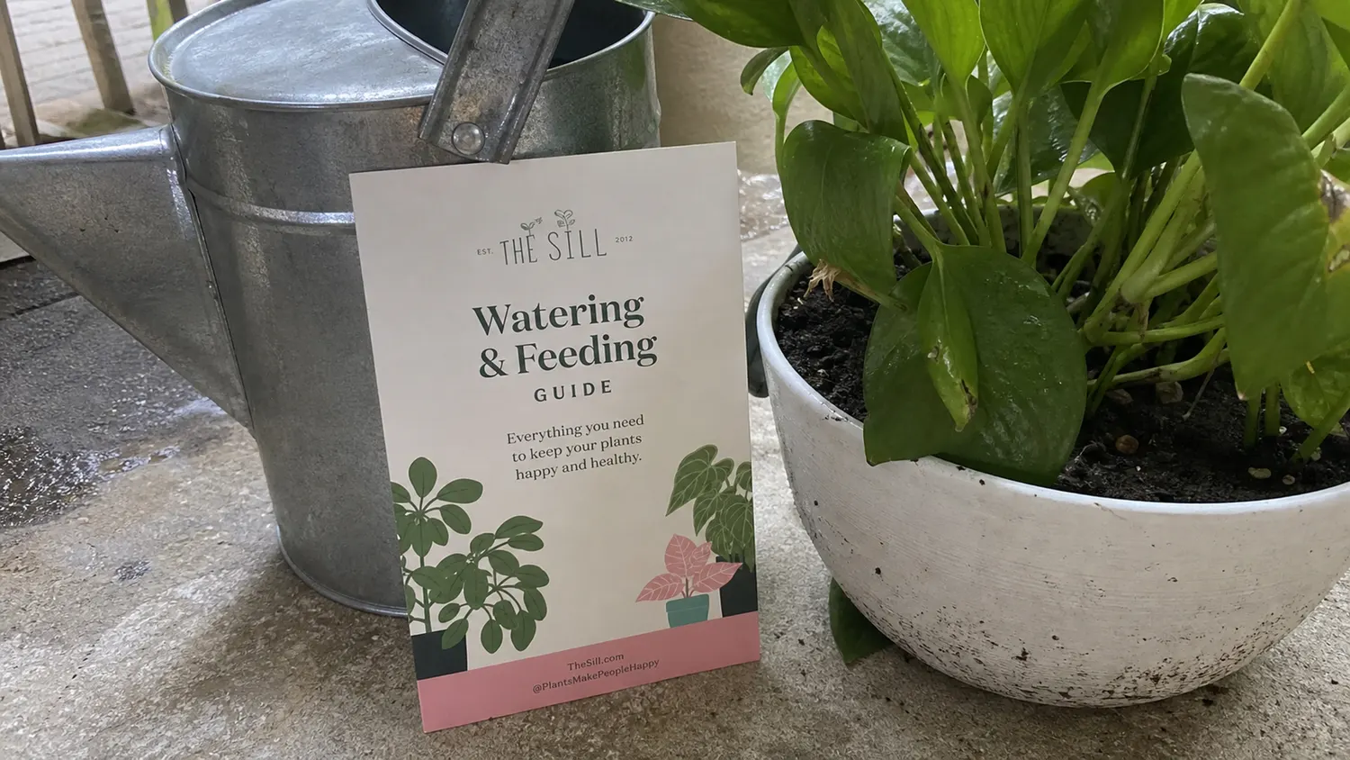 The Perfect Watering & Feeding Guide